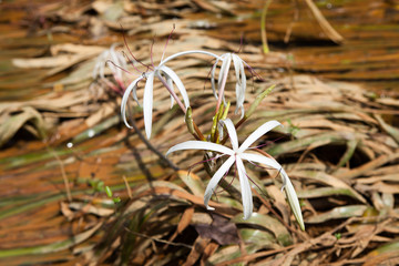 Rare Crinum thaianum or water lily or Water onion