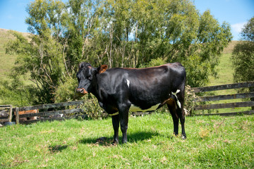 Angus crossbred bull