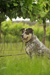 vineyard farm dog