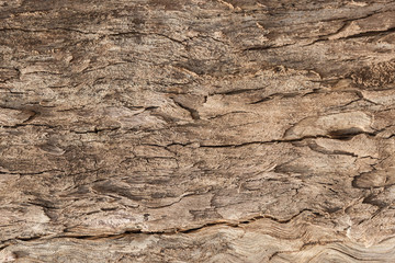 Surface wood texture