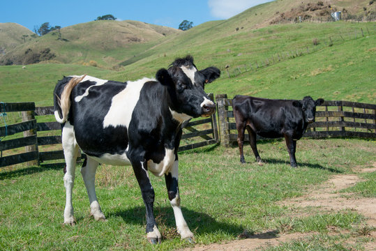 Angus crossbred bull