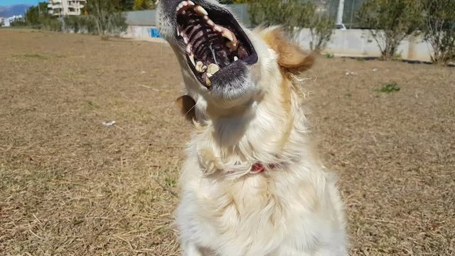 Golden retriever dog doing tricks with a stone on her head in slow motion.
