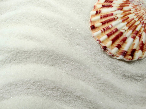 sea shells on sand beach summer beach background