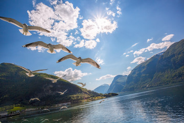 Seagulls flying over Fjord near the Flam port in Norway