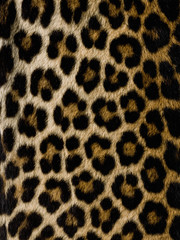 Close-up of a leopard skin
