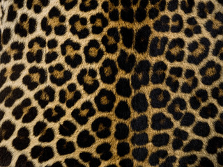 Close-up of a leopard skin