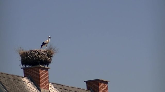 Ein junger Storch fliegt von seinem Nest am Kamin ab (Totale)
