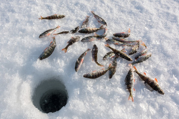 Perch around an ice fishing hole - obrazy, fototapety, plakaty