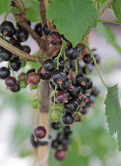 Schwarze Johannisbeere Tsema 
