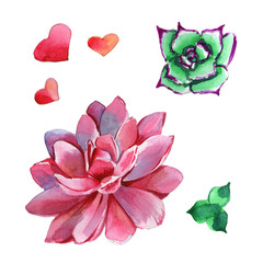 Wildflower succulentus flower in a watercolor style isolated.