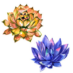 Wildflower succulentus flower in a watercolor style isolated.