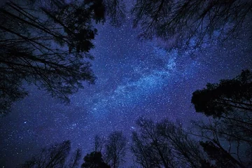 Papier Peint photo Nuit Ciel nocturne avec la Voie Lactée sur la forêt et les arbres entourant la scène.