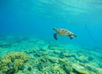 Fototapeta na wymiar Green turtle in seawater. Snorkeling in tropic lagoon. Wild turtle swimming underwater in blue tropical sea.