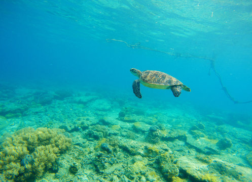 Green turtle in seawater. Snorkeling in tropic lagoon. Wild turtle swimming underwater in blue tropical sea.