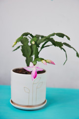 The cactus Decembrist, the first spring bloom. Pink flowering light pot on background