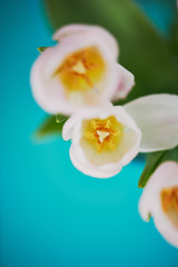 Fototapeta na wymiar Bright tulips with yellow stamens , close turquoise background.