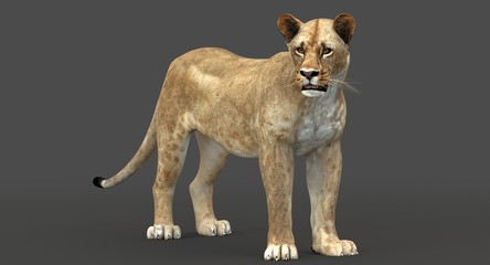 Fototapeta na wymiar Lioness (3D)