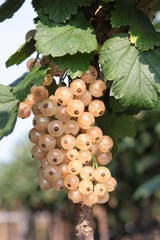 Johannisbeere Ribes rubrum Zitavia