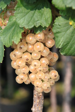Johannisbeere Ribes rubrum Zitavia
