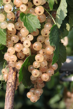 Johannisbeere Ribes rubrum Zitavia