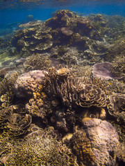 Beautiful Coral Garden forming a Small Mountain Underwater