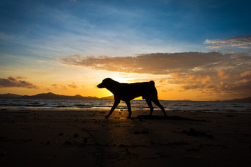 Running Dog Silhouette with Colorful Beach Sunrise - El Nido, Palawan - Philippines