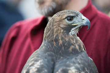 Red-tailed hawk