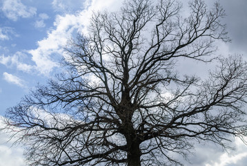 Big tree on ocean shore