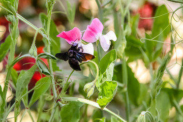 Bug at a blossom in a flower field, Saheliyon-ki-Bari, Udaipur, Rajasthan, India