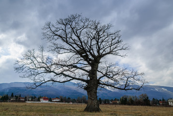 Fototapeta premium Big tree on ocean shore