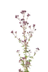 Oregano plant isolated on white background