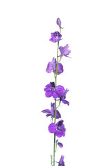 Twolobe larkspur (Delphinium officinale) isolated on white background