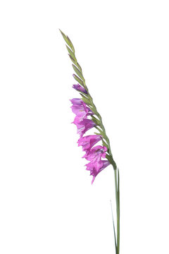 Marsh Gladiolus (Gladiolus imbricatus) isolated on white background