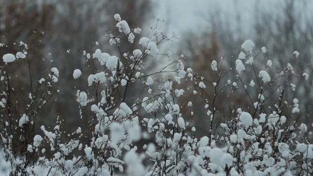 Bush branches in the winter in snow