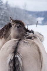 Konik horses  © SEGOGNE
