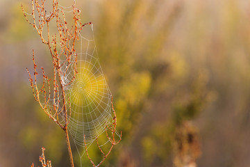 Cobweb