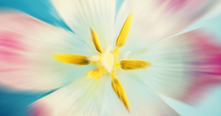 colorful tulip flower, macro close up