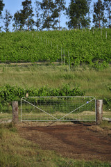 Fototapeta na wymiar vineyard farm