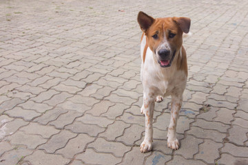 Thai stray dog