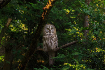 Exotic bird in the zoo. Birds of different species in the park.Owl, gray bird with yellow eyes. Bird of the night hunter