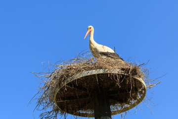 Bird stork high in the nest in summer park