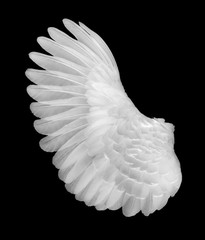 white wing on black blackground