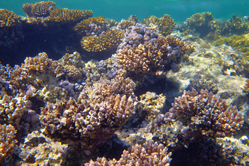coral reef