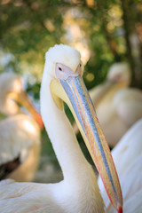 Exotic bird in the zoo. Birds of different species in the park