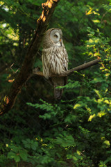 Exotic bird in the zoo. Birds of different species in the park.Owl, gray bird with yellow eyes. Bird of the night hunter