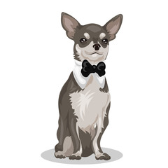 chihuahua small dog