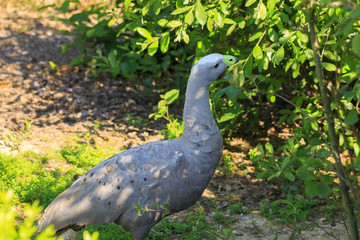 Exotic bird in the park.