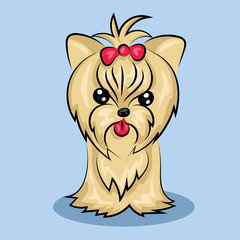 Yorkshire Terrier dog