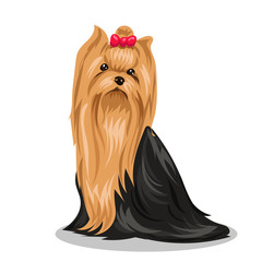 Yorkshire Terrier dog