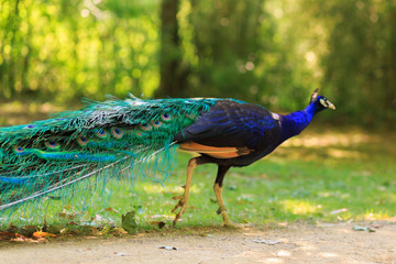 The male peacock running through the park. Peacock in beautiful plumage in the summer in the garden. Bird of blue color